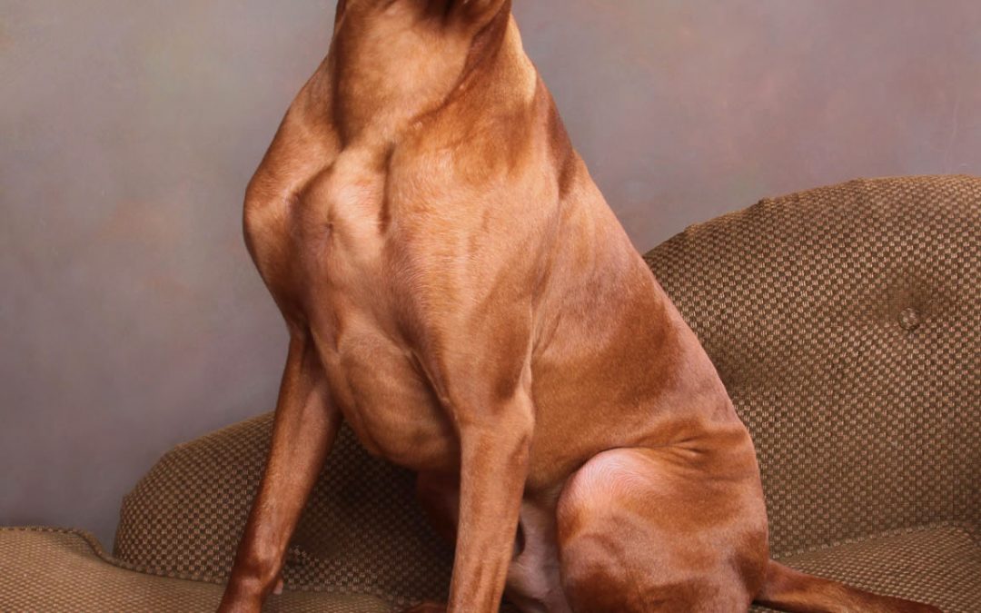 Classic Dog Portraits — How I Make Them Happen.