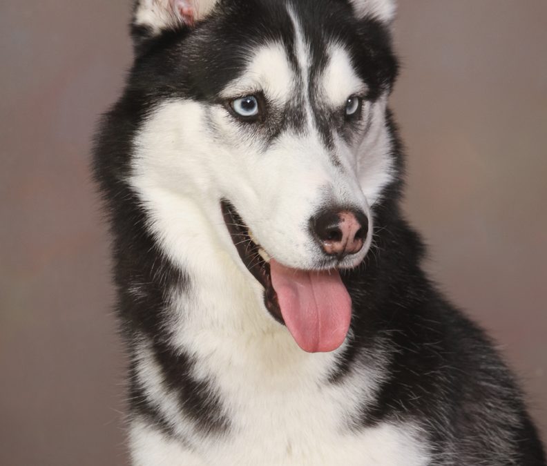 Handsome Husky – The Right Pose to Fit the Breed of the Dog.