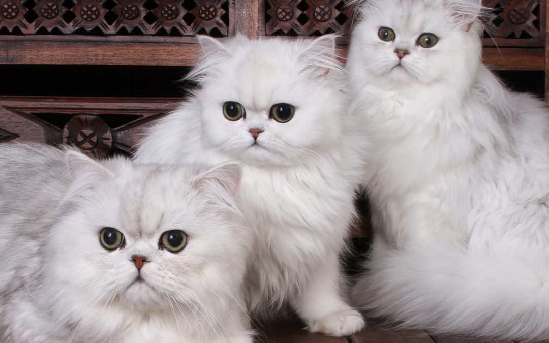Curiosity and the Persian Cats