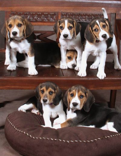 Pet Photography - Beagle Puppies on bench and pillow