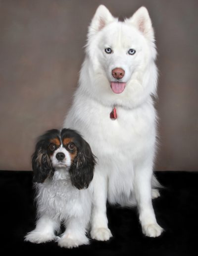 Pet Photography - Big dog little dog - Cocker Spaniel and White German Shepherd
