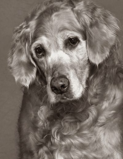 Pet Photography - Black and White Old Senior Dog - Golden Retriever