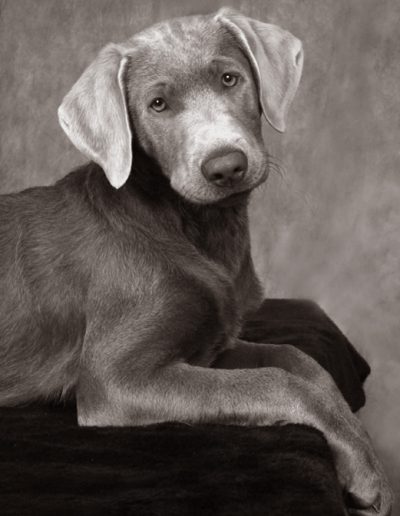 Pet Photography - Black and White Vizla Dog on black bench