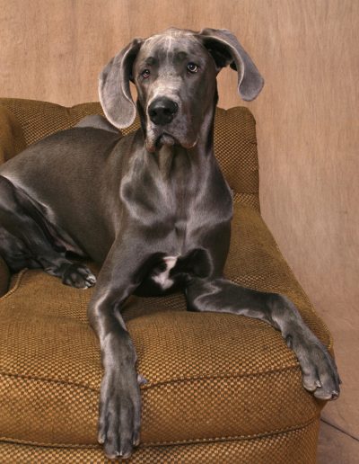 Pet Photography - Great Dane on green brown couch