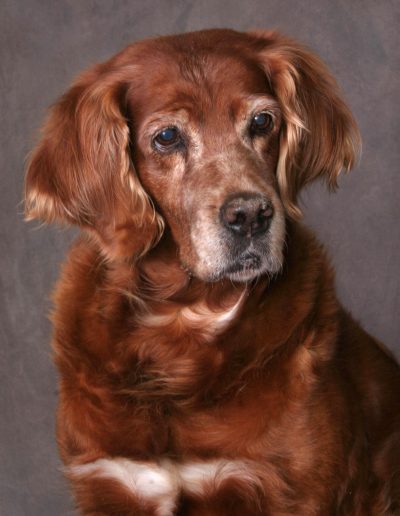Pet Photography - Old Senior Dog - Red Golden Retriever Mix