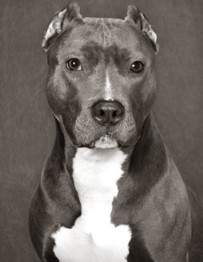 Pet Photography - Pit Bull Mix in Black and White