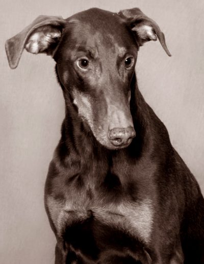 Pet Photography - Red Doberman in Black and White