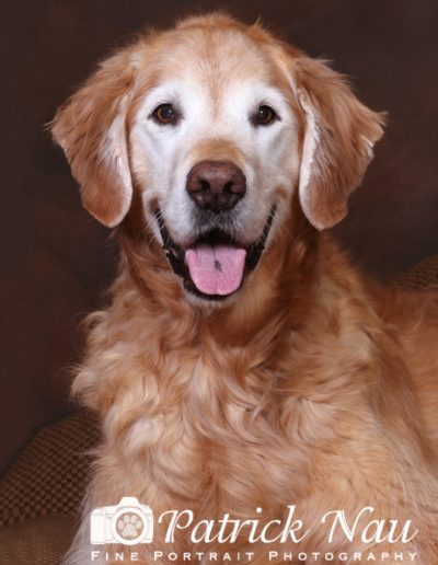 Senior pet portrait of a Golden Retriever in MInnesota