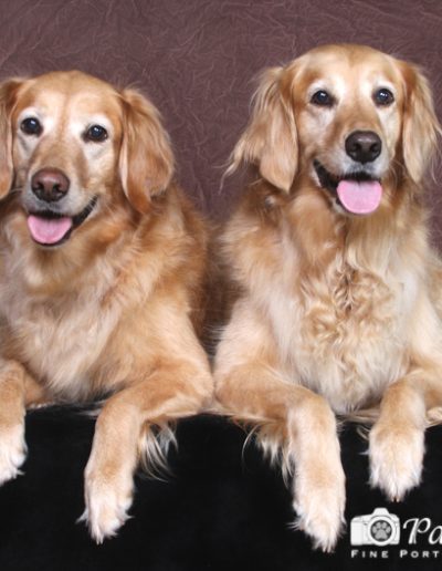 Two senior golden retriever pet portraits