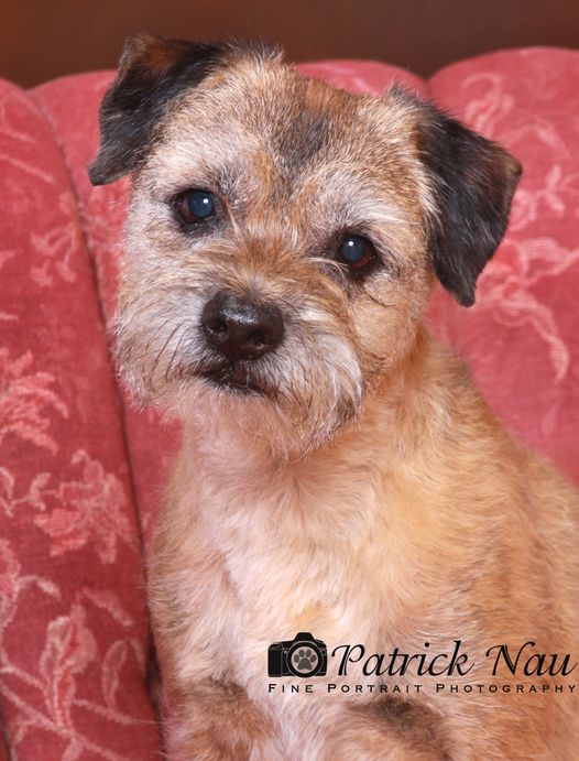 professional photo of a Border Terrier on a red couch 