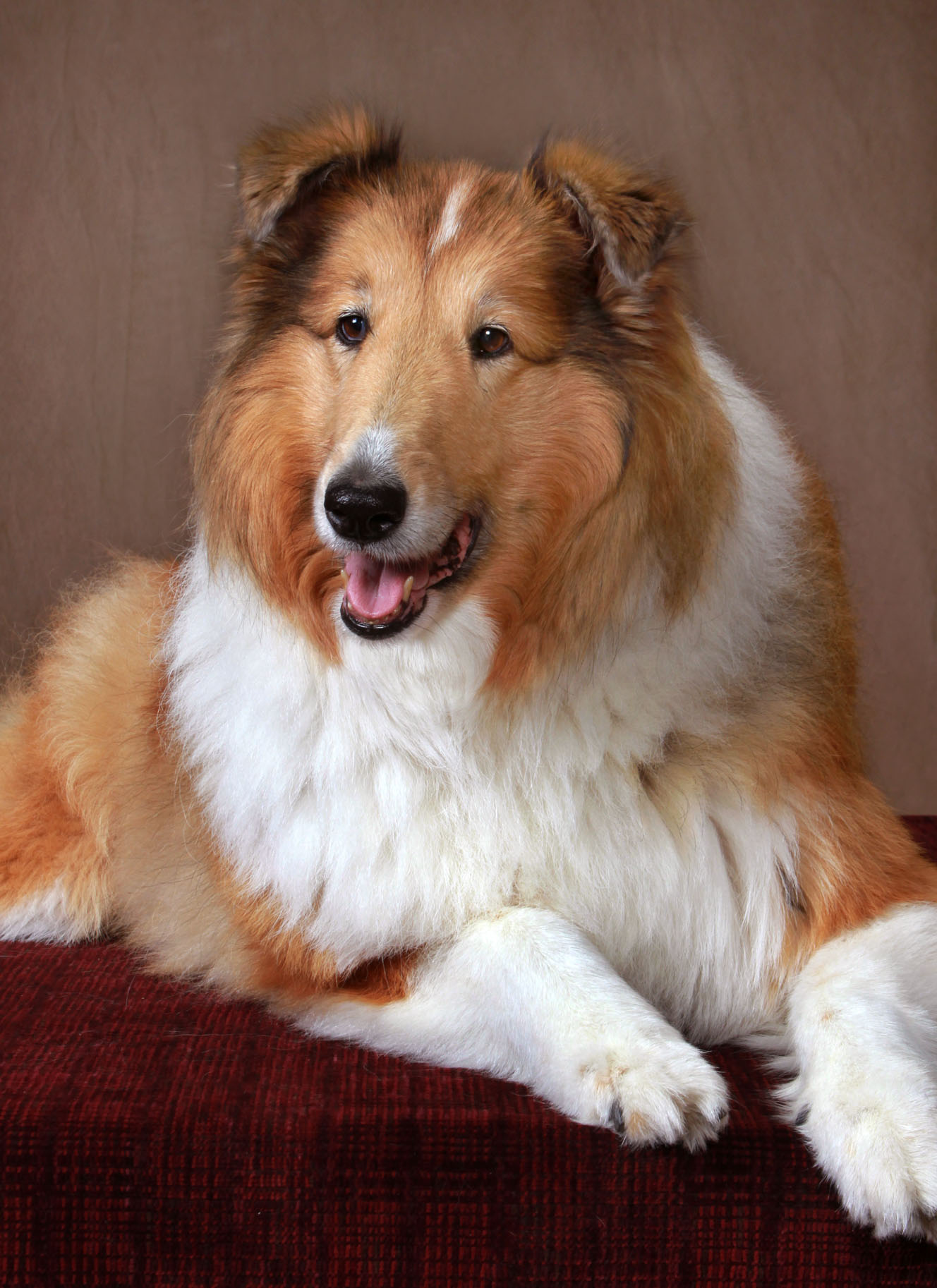 Sable colored collie sits facing the camera on a velvety dark red couch, mouth open with tongue showing a bit.