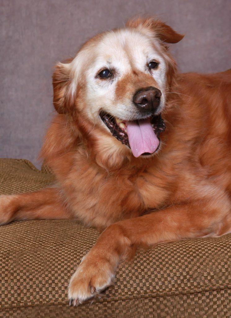 senior golden retriever poses on a checkered couch, tongue out and teeth showing.