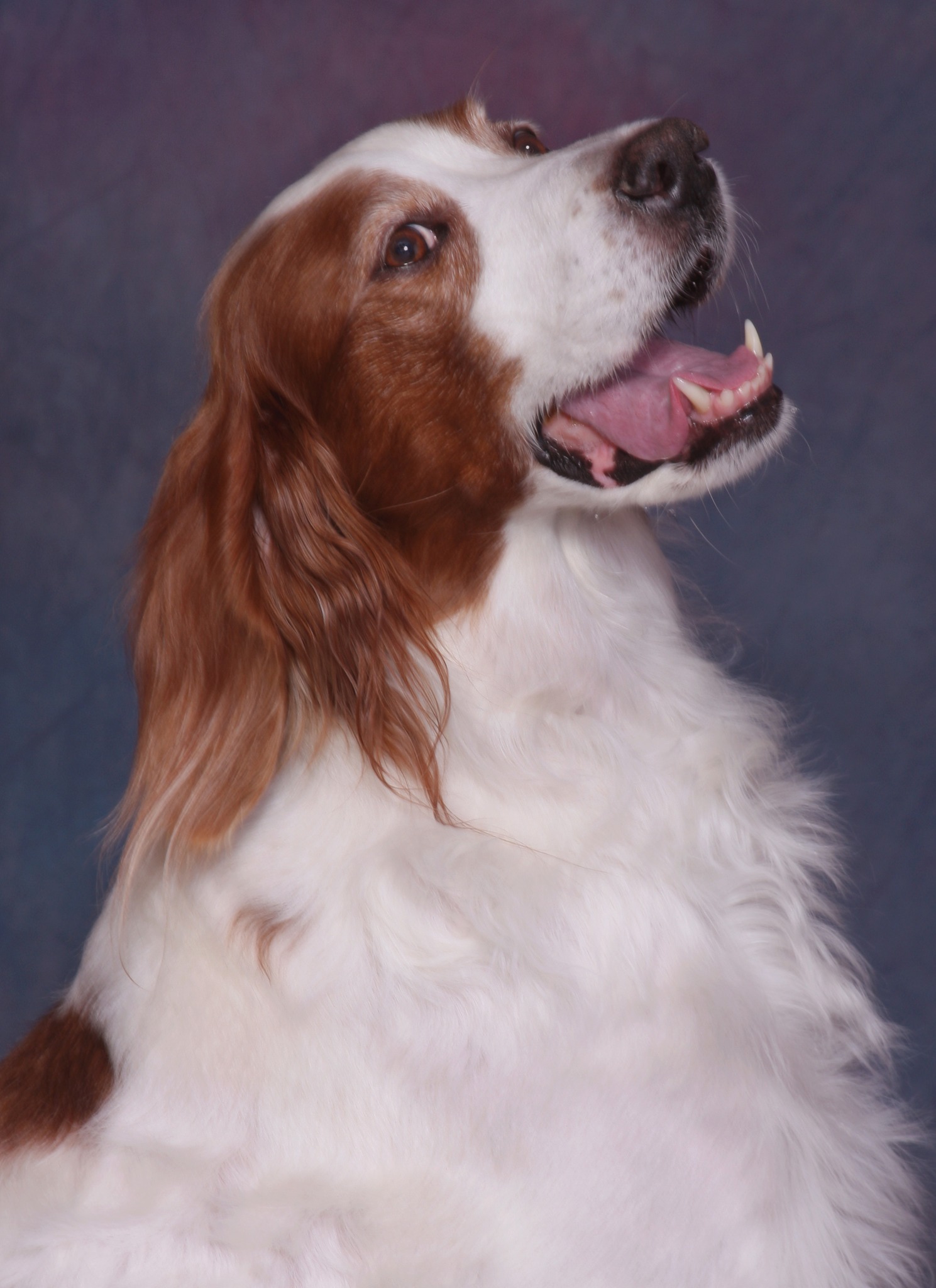 brittany dog mix professional photo