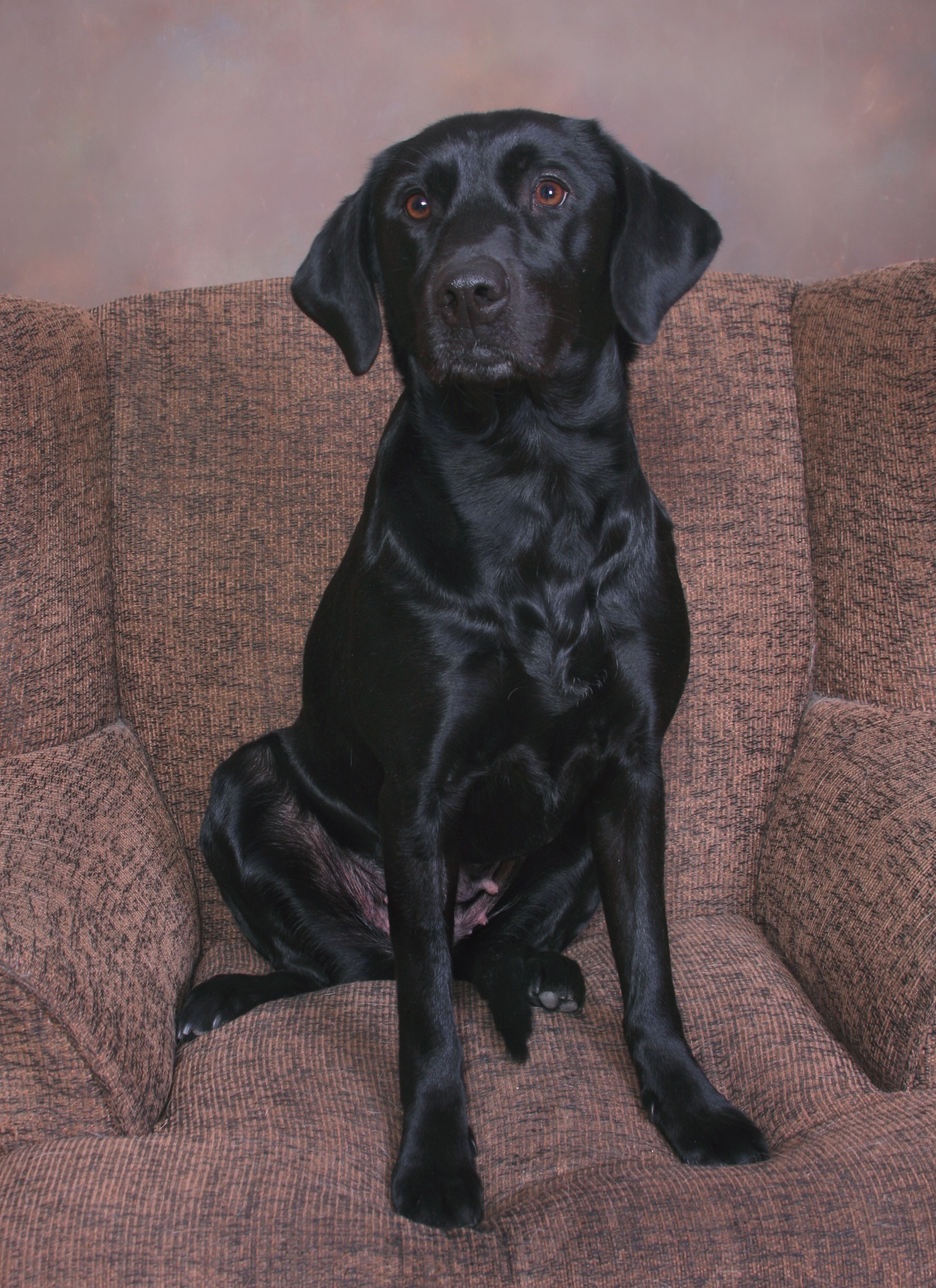 gorgeous black lab looks at camera, sitting on a muted brown couch