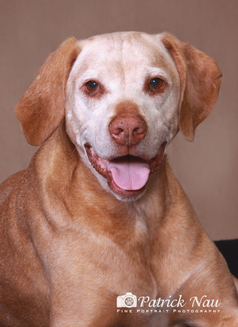 Senior golden retriever dog looks at camera, pink tongue peeking out of their mouth, whole face white from age