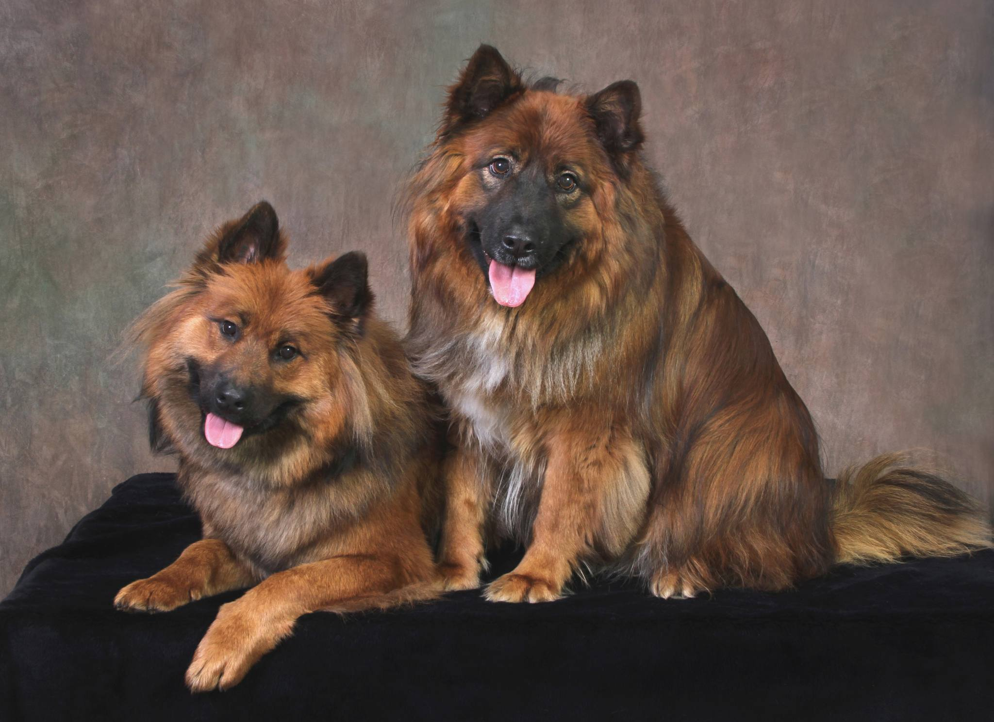 pet photography chow chow Two sable chowchows staring at the camera in a portrait studio, sitting on a black cushion with their tongues out