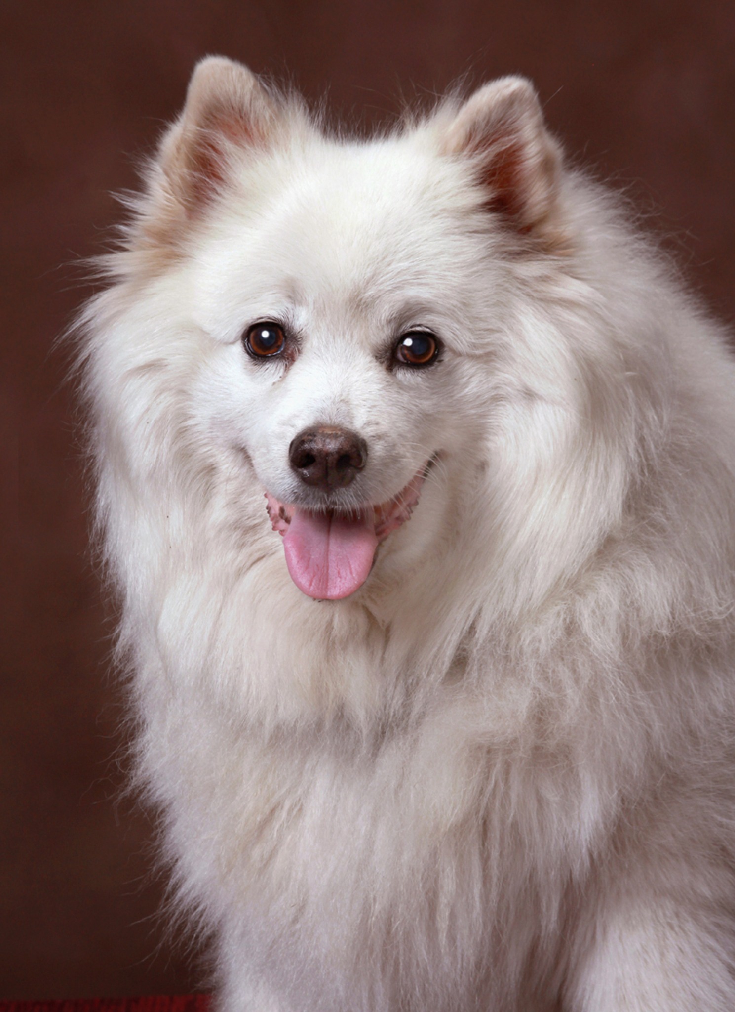 Eskimo-dog-professional-portrait