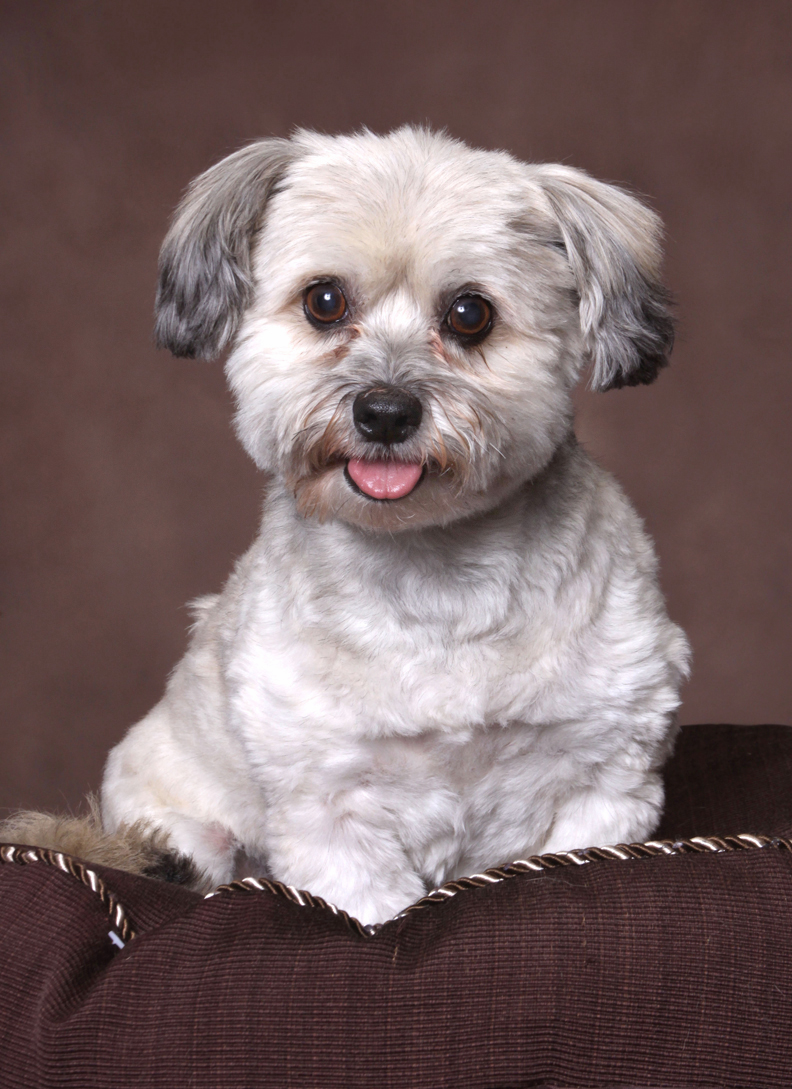 Shih-Tzu Pet Photographer Minneapolis