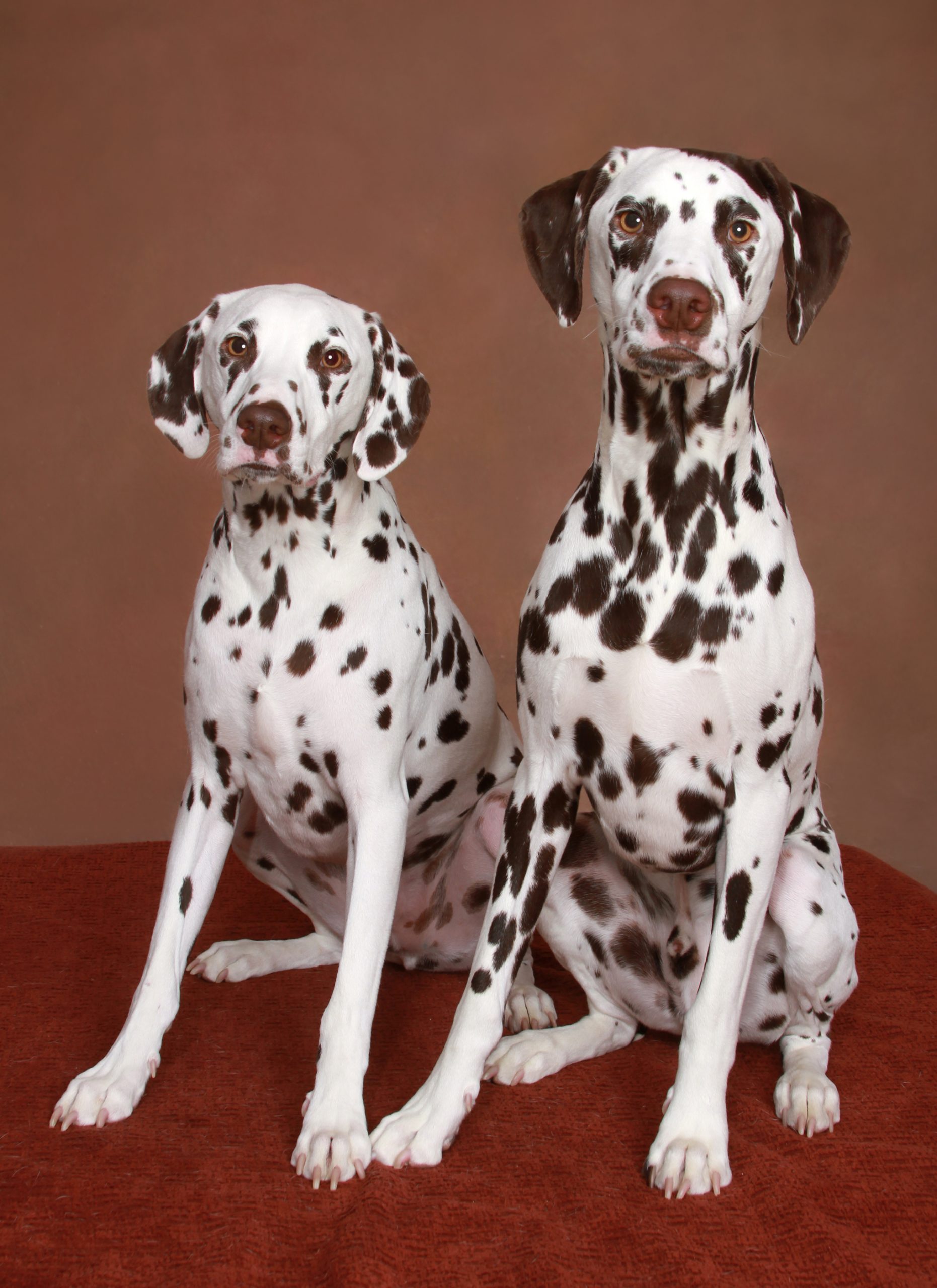 Two dalmatian dogs sit on a red couch in the studio of Patrick Nau Portrait Studio in Richfield, Minnesota.  