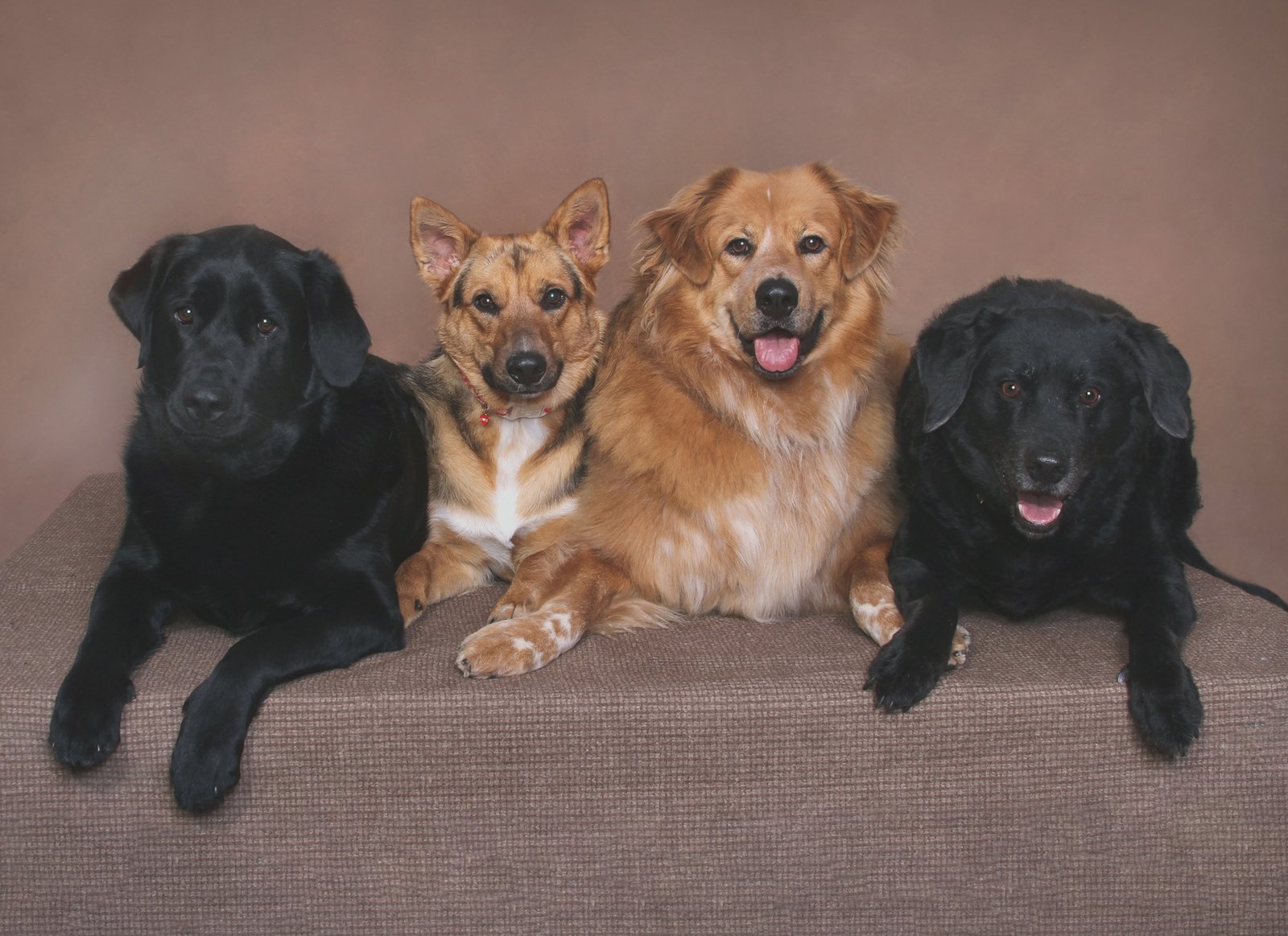 Professional photo studio shot of four dogs laying down looking at the camera. Left to write, black lab with a cute slight head tilt, next sable German Shepard mix looking a bit concerned, mouth closed. Next tongue lolling curvy retriever boy and lastly a black and longhair lab with tongue slightly out in a pant.