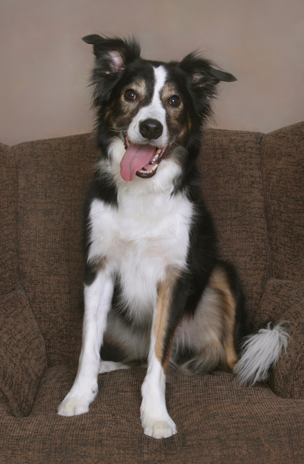 Gorgeous collie sits in portrait studio on a muted brown chair, tongue hanging out. Black, white and brown colors.