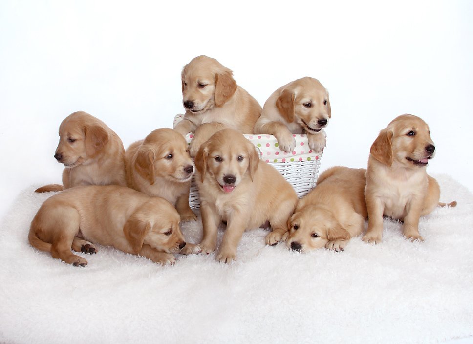 eight golden retriever puppies sit on a white carpet in a professional photo studio in richfield, Minnesota