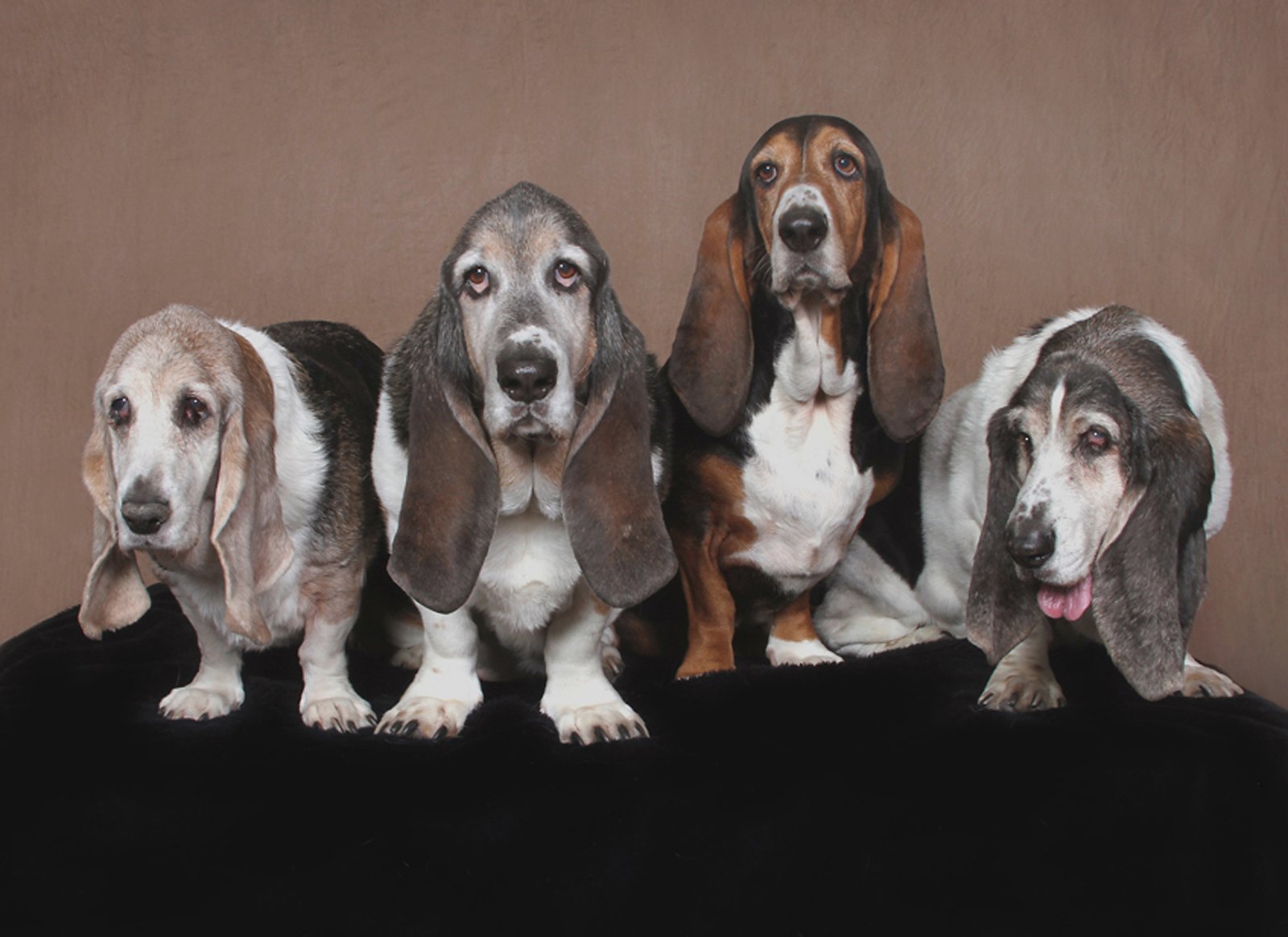 Four adorable droopy basset hounds in a photo studio
