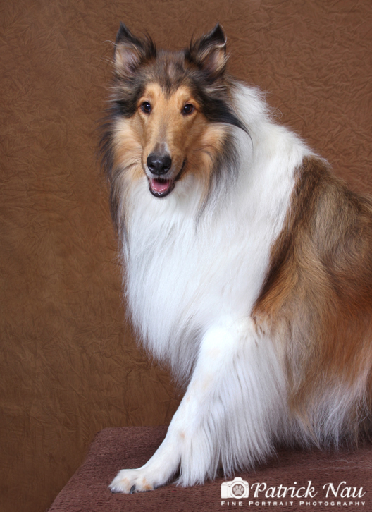 Gorgeous Collie stares off screen in a