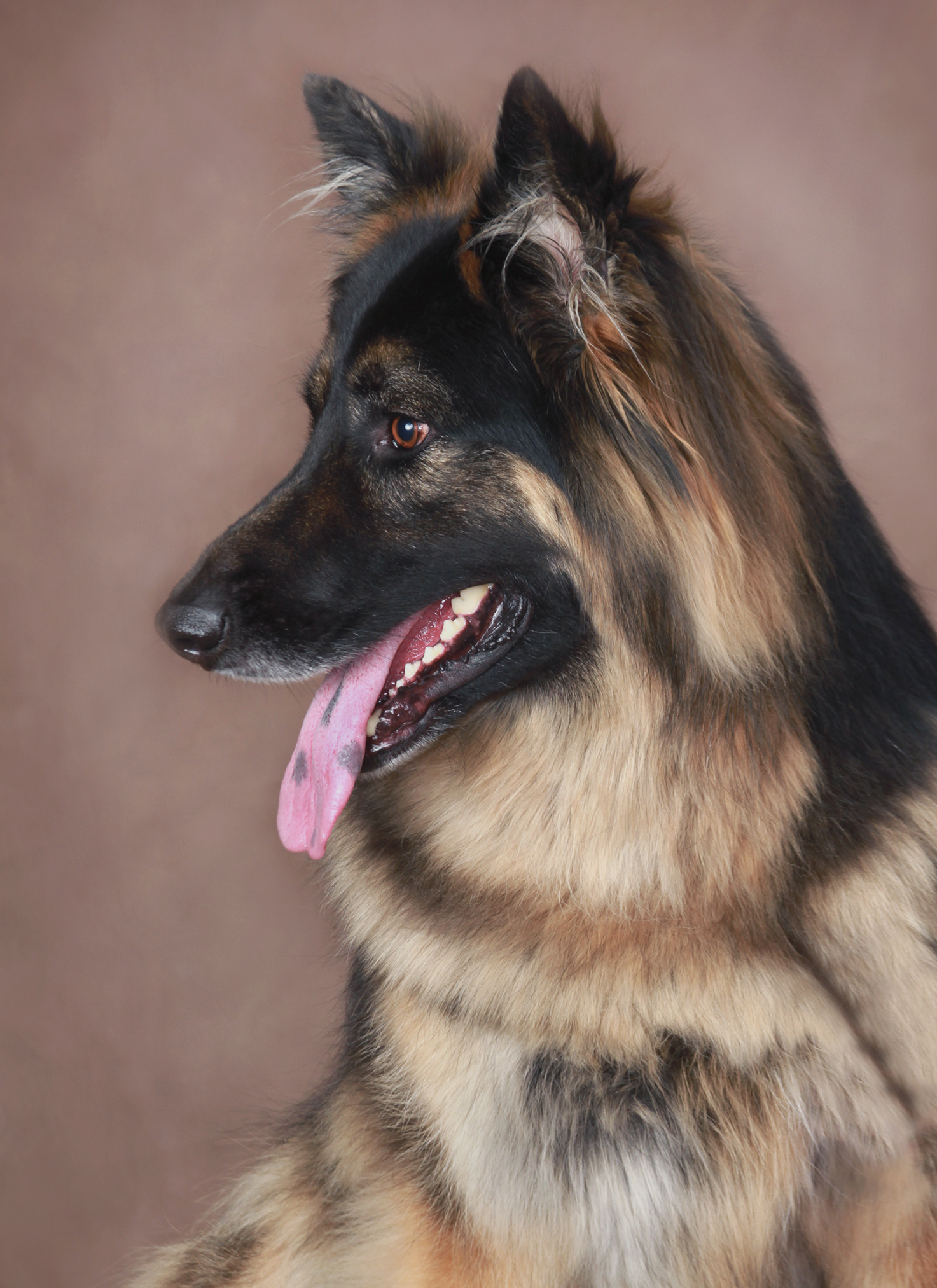 German Shepard in a professional photo studio, staring offscreen for a handsome profile, tongue out.